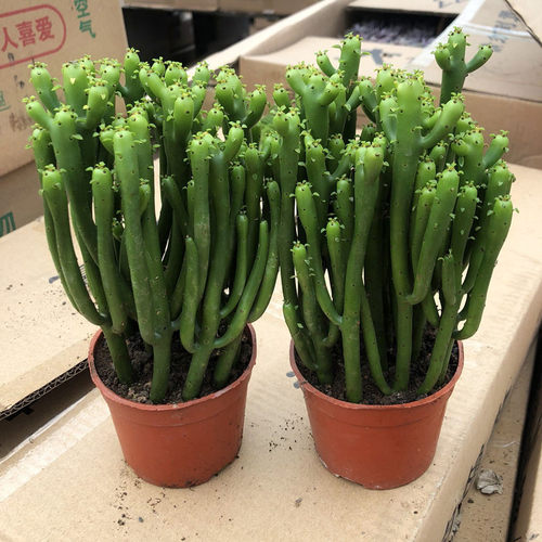 光棍树多肉植物光棍树