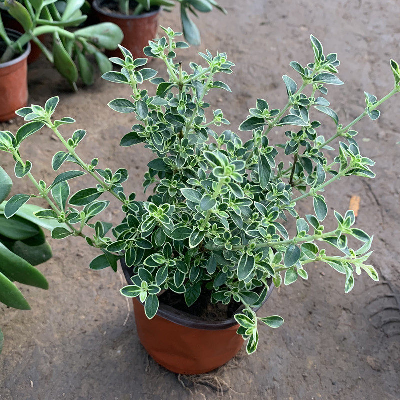 金边六月雪苗盆景造型植物办公室内桌面四季常青小灌木六月雪盆栽