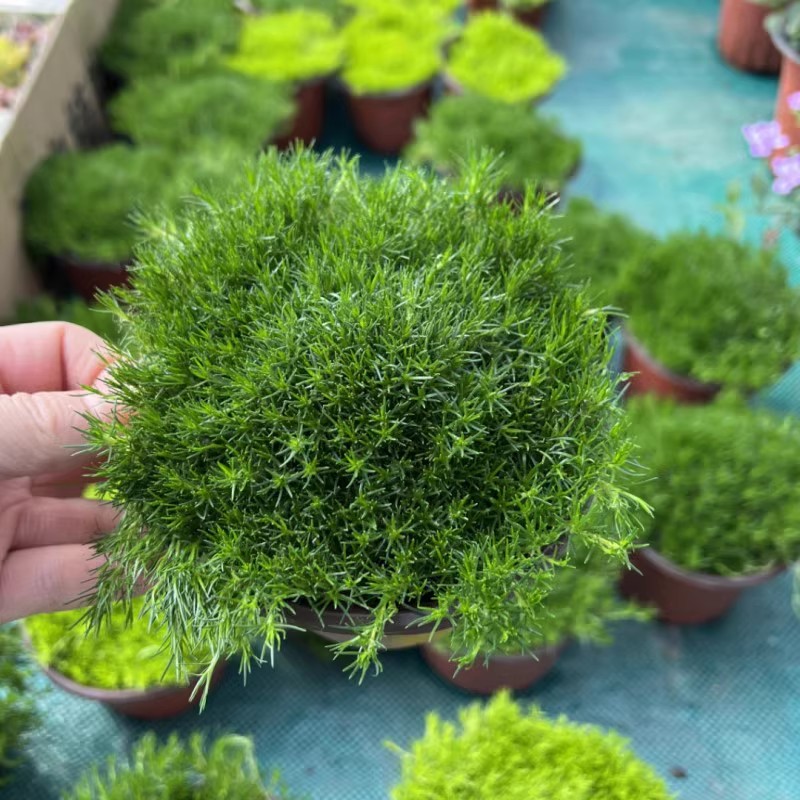 爱尔兰珍珠草苔藓金海岸盆栽苗庭院景观绿化地被多年生四季绿草坪