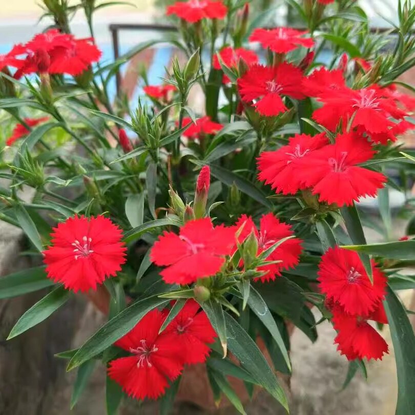 美国石竹大红色常夏石竹花苗庭院花卉耐寒耐旱绿化庭院植物多年生