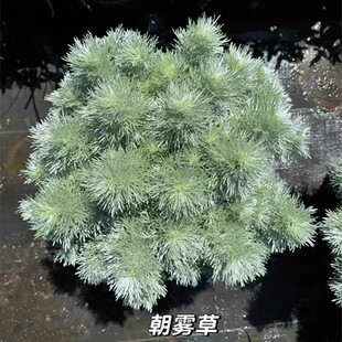 银色植物朝雾草盆栽庭院阳台观叶植物银叶菊多年生雪艾芙蓉菊耐寒