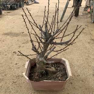 红梅花老桩盆栽耐寒带花苞乌梅木本植物梅花盆景美人梅游龙梅盆景