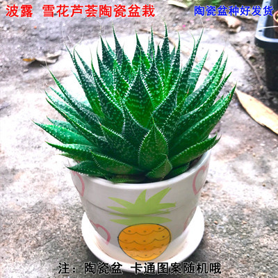 绿植雪花芦荟电脑桌面多肉植物