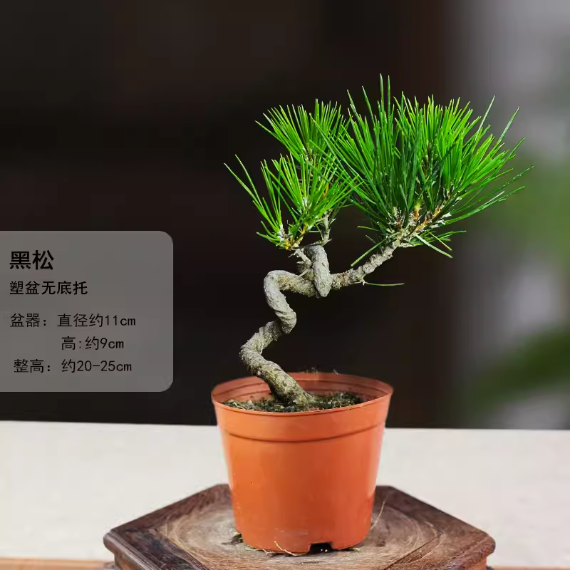 三河短针黑松小盆景室内桌面造型盆景日本黑松老桩小松树文人黑松