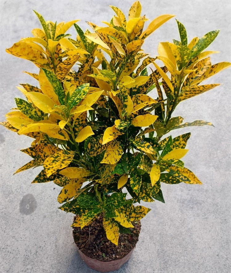 黄金万两盆栽黄金树变叶木花室内招财绿植洒金珊瑚榕变叶木七彩叶
