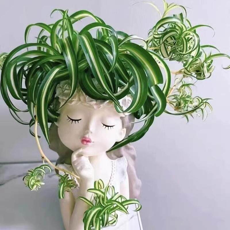 金心卷叶吊兰法国女郎邦尼室内办公室桌面净化空气吸甲醛绿植盆栽