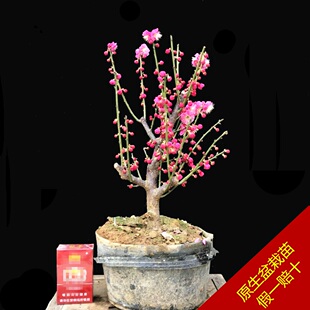 原生重瓣骨里红梅花盆景老桩乌梅朱砂梅浓香型花卉耐寒盆栽实物