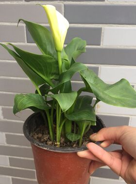 海芋可水培花卉绿植白色阳台