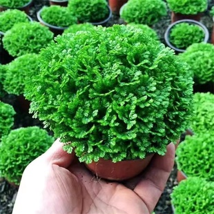 绿地球盆栽情人草微景观绿植四季常青翠云草防辐射植物绿珊瑚蕨类