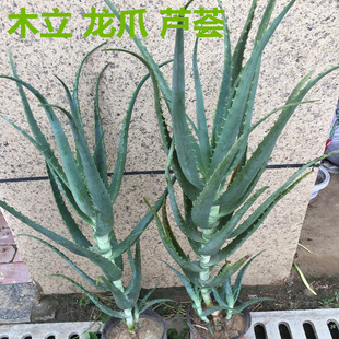 日本木立芦荟植物盆栽 龙爪菊芦荟盆栽龙爪芦荟 食用药用芦荟叶片