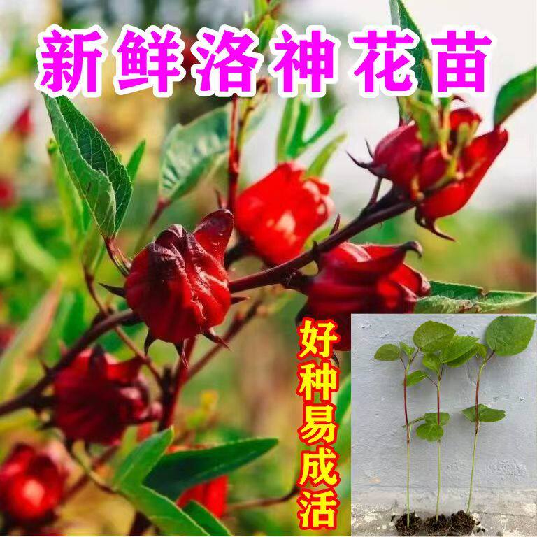 农家自育红桃k苗洛神花苗玫瑰茄苗活苗绿植江西赣南包邮易种好活