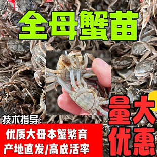 淡水大闸蟹苗河蟹苗盘锦蟹苗全母蟹苗小螃蟹养殖高产蟹苗扣蟹种苗