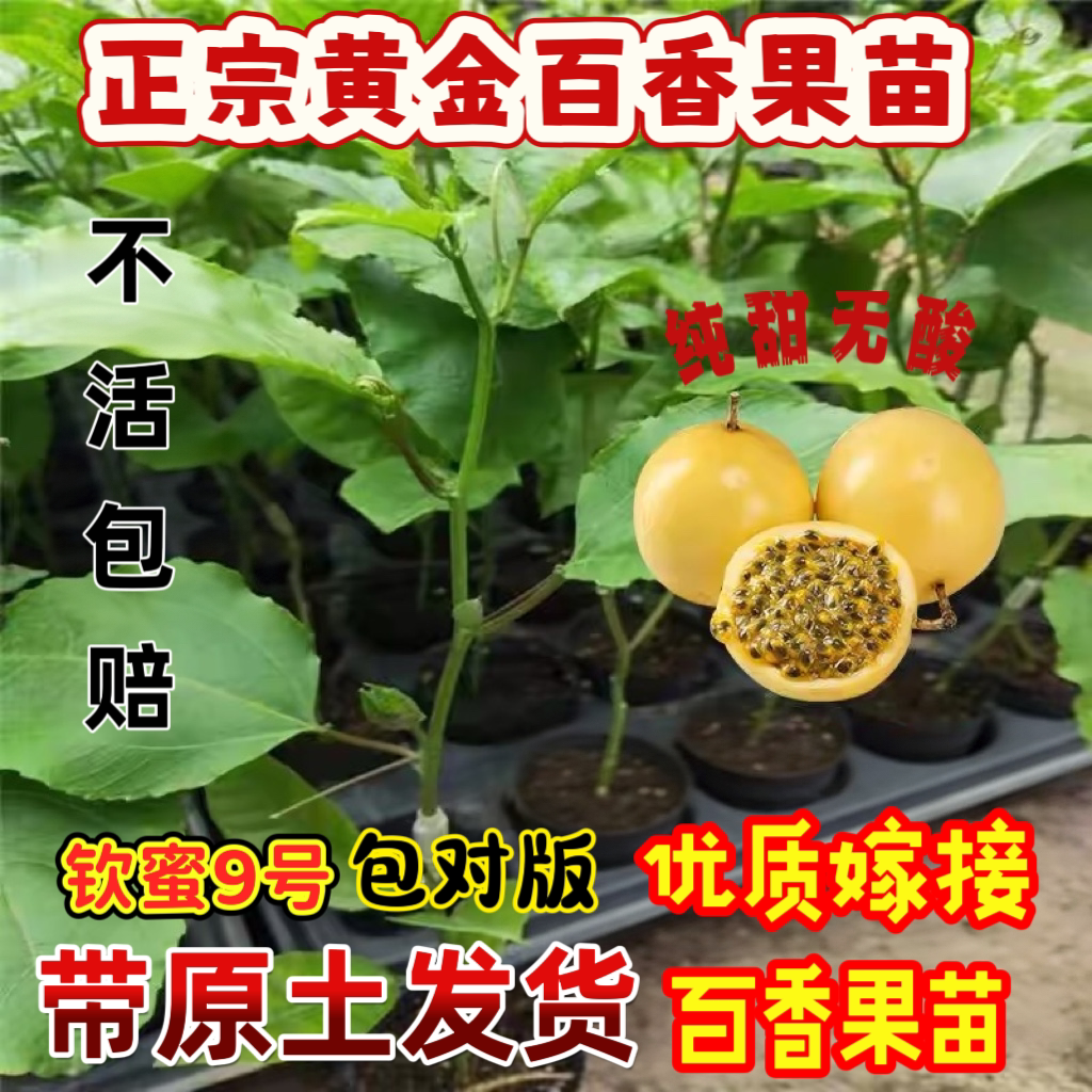 纯甜钦蜜九号黄金百香果嫁接苗四季爬藤百香果树当年结果盆栽地栽