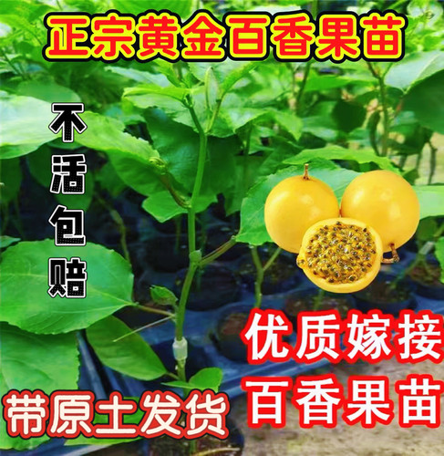 纯甜钦蜜9号黄金百香果嫁接苗四季爬藤百香果树当年结果盆栽地栽