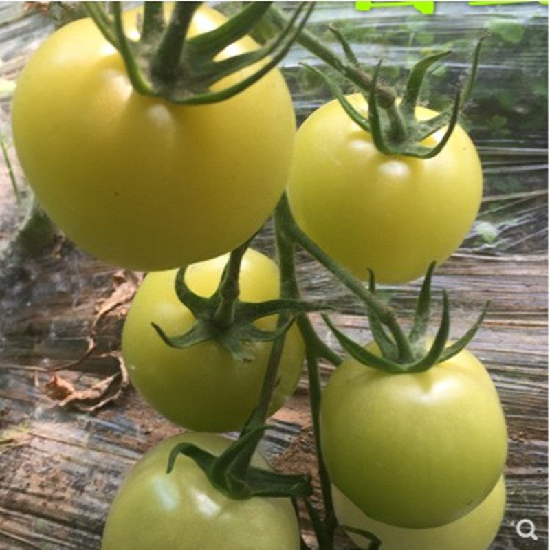 白雪公主乳白色番茄种子糖度高口感清甜西红柿种子蔬菜种种籽盆栽