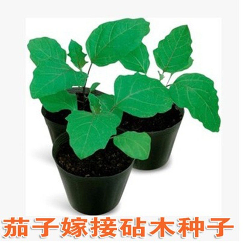 嫁接茄子砧木改良托鲁巴姆圆茄长茄嫁接专用根好高抗增产