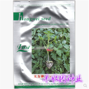 大力神根番茄砧木种子西红柿类通用 抗常见 推荐基地大面积