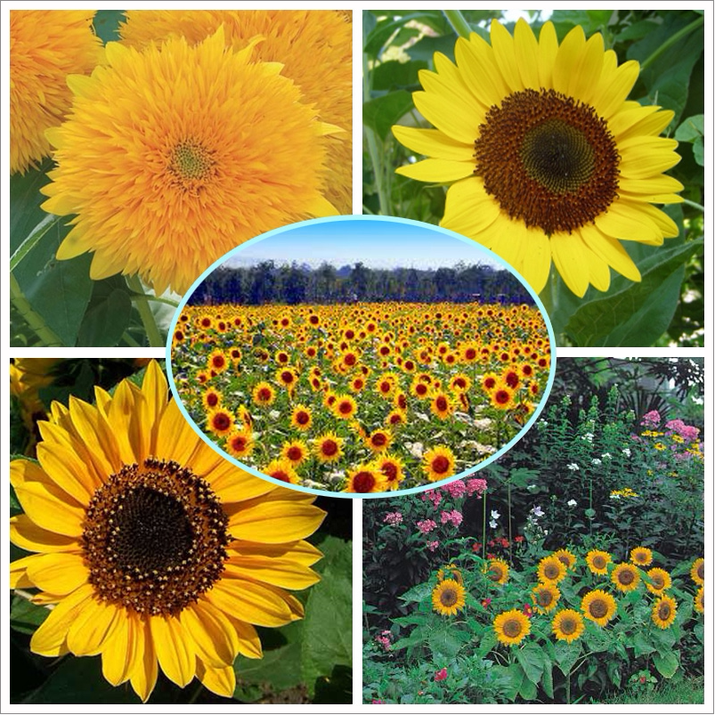 向日葵种子观赏易种阳台盆栽好发芽好看好管理可食用