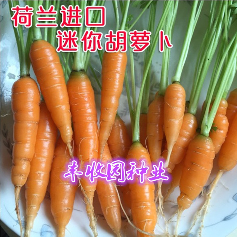 荷兰迷你胡萝卜种子水果胡萝卜种子儿童食品手指胡萝卜