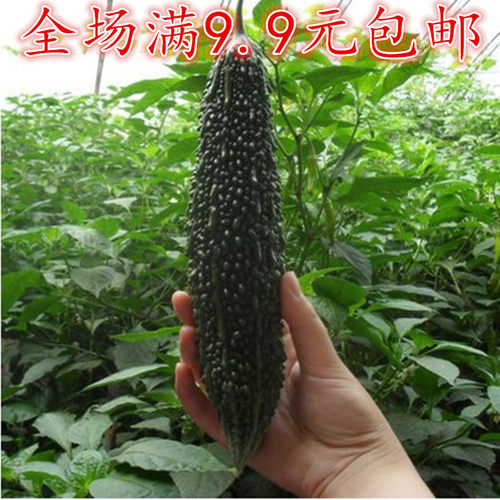 特菜黑珍珠黑苦瓜种子