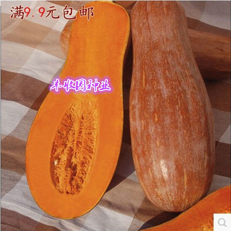 蔬菜种子金船密本南瓜君川利农甜性耐贮运性强一品香芋南