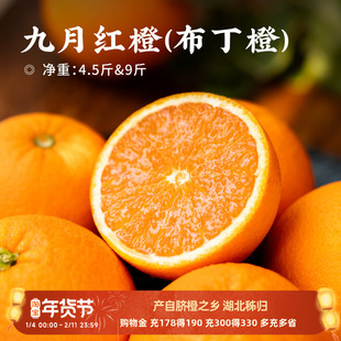 日食记 九月红橙布丁橙4.5斤湖北秭归橙子树上自然成熟晚熟鲜橙