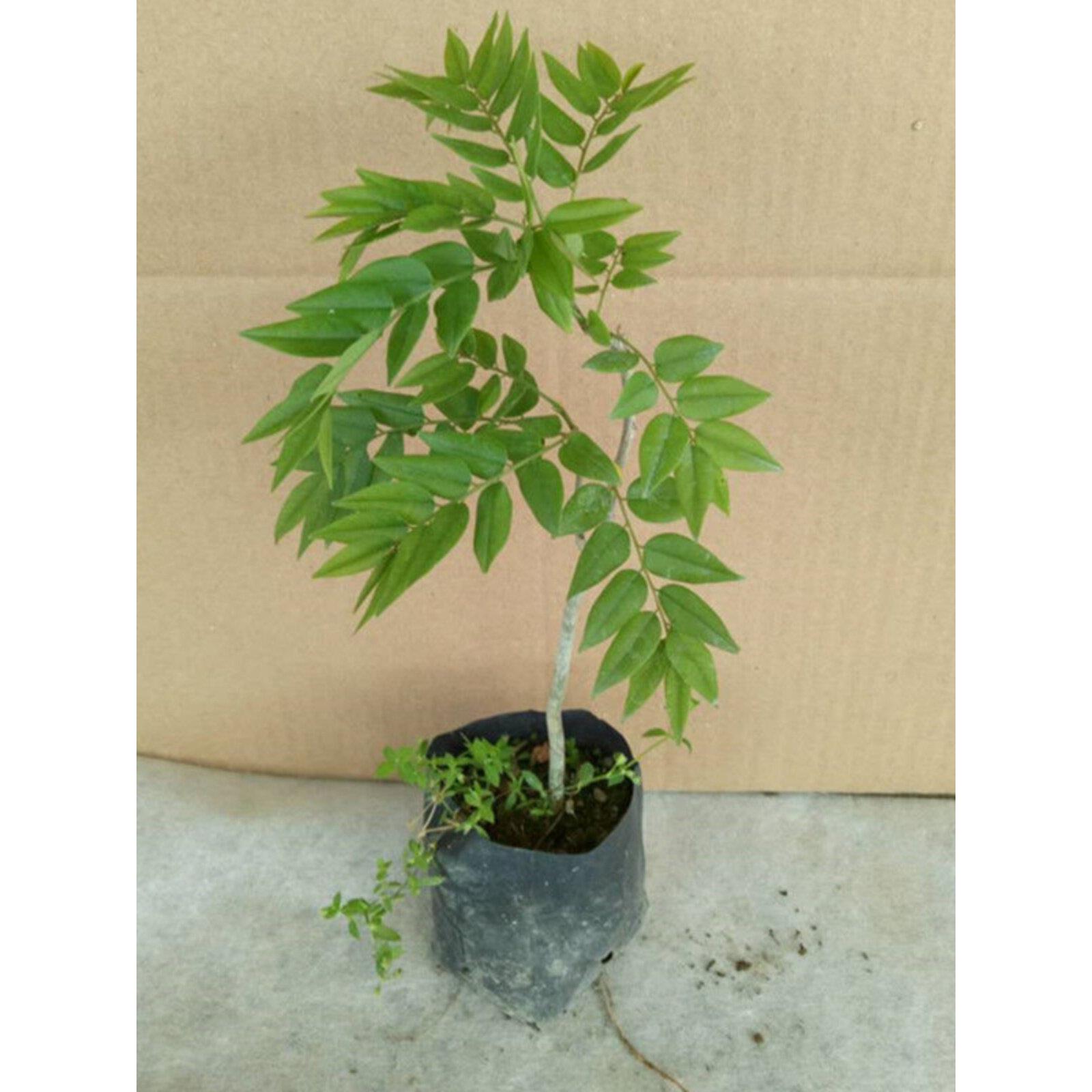黄花梨 正宗海南黄花梨树苗 降香黄檀名贵苗木红木黄花梨地栽盆栽图片