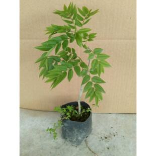 黄花梨 正宗海南黄花梨树苗 降香黄檀名贵苗木红木黄花梨地栽盆栽