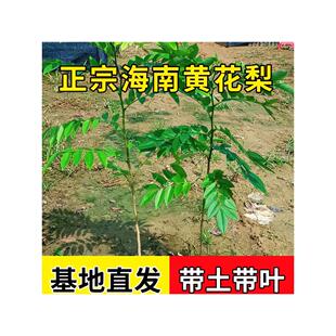 海南黄花梨原杯苗珍贵苗木人工增景造景别墅景观绿植