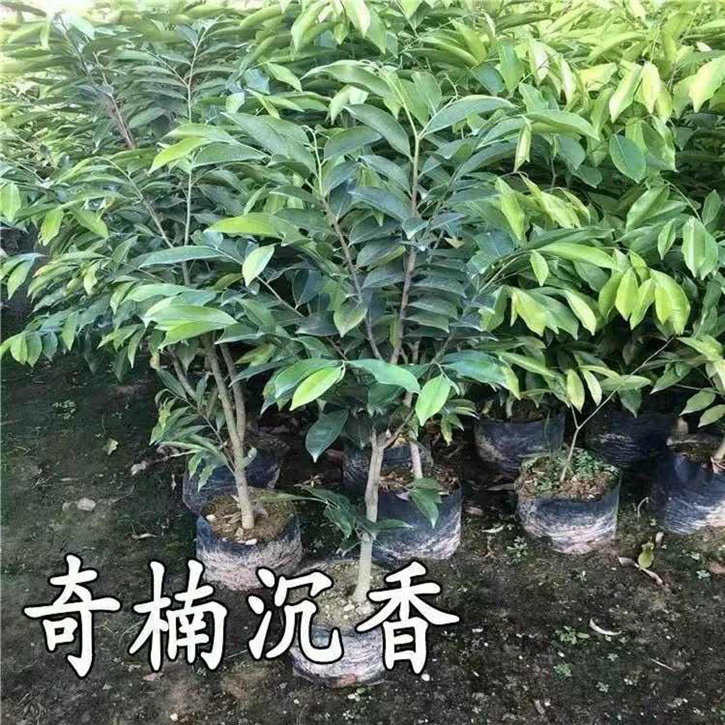 奇楠沉香树苗正宗 越南奇楠沉香