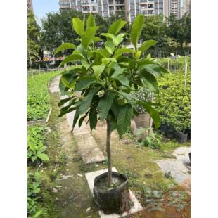 白兰花白玉兰树苗盆栽矮化老桩花卉绿植带花苞玉兰花苗植物黄角兰