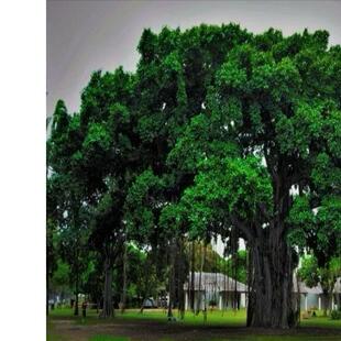 正宗高山榕吸水石树苗大叶榕树苗气生根四季常绿植物庭院富贵榕树