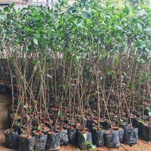 榕树小叶榕榕树苗独木成林四季常青风景树室内外苗木庭院园林绿化