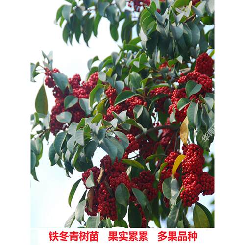 红果铁冬青树苗万紫千红四季常青庭院绿化树名贵苗木白银香苗盆栽