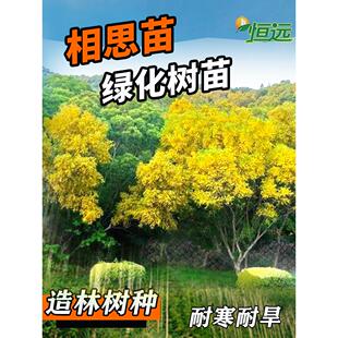 相思树苗大叶相思苗小叶台湾相思树马占相思造林绿化树苗四季常青