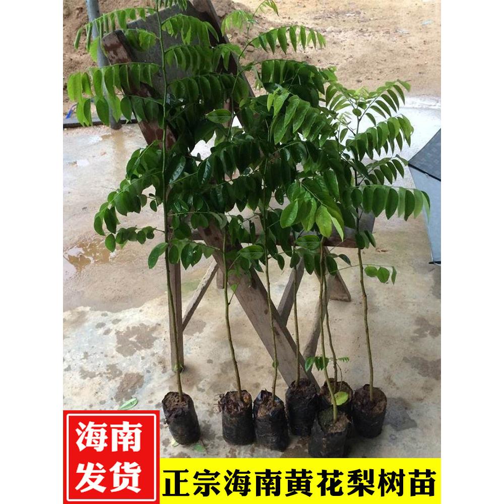 正宗海南黄花梨树苗降香黄檀树苖名贵苗木庭院南方带土带营养杯图片