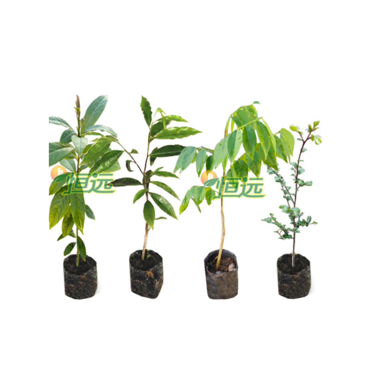 正宗奇楠沉香树苗金丝楠木树苗小叶紫檀海南黄花梨苗名贵苗木降香图片