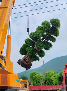 榕树盆景老桩精品造型小叶榕金钱榕别墅庭院室内外大型地栽绿植