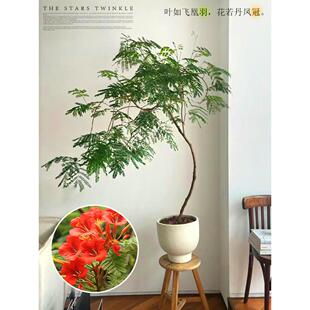 凤凰木树苗盆栽植物金凤花室内好养四季花卉绿植红花楹庭院造型树