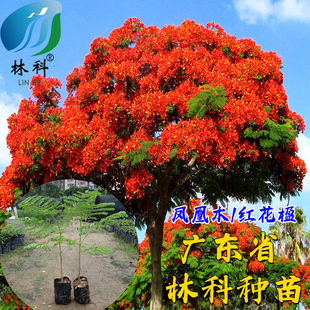 凤凰木树苗金凤花树红花楹小苗火树庭院绿化风景树蓝花楹洋楹影树