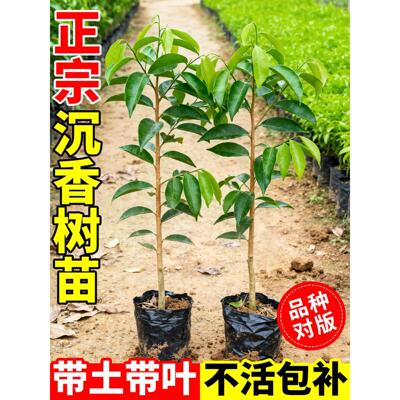 正宗奇楠海南沉香树苗十大名贵树苗大全金丝楠木小叶紫檀庭院盆栽