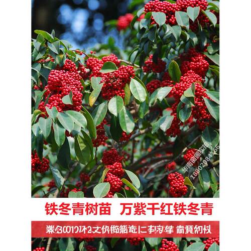 红果铁冬青树苗万紫千红四季常青庭院绿化树名贵苗木白银香苗盆栽