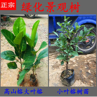 小叶榕树苗大叶高山榕树庭院绿化风景四季常青绿造林树正宗细叶榕