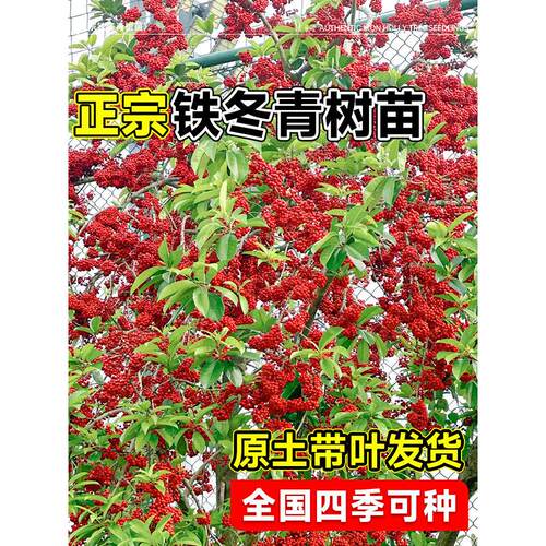红果铁冬青树苗万紫千红四季常青庭院绿化树苗五味子名贵苗木盆栽