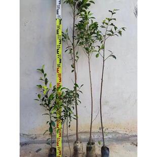 小叶榕树苗榕树苗独木成林四季常青风景树室内外苗木庭院园林绿化