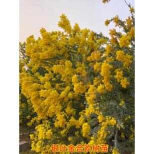 银叶金合欢树苗澳洲合欢花庭院别墅绿化风景树苗常绿盆栽花卉植物