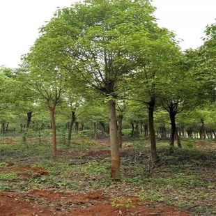 香樟树南北方种植四季常青大叶香樟树苗庭院驱蚊大型工程绿化苗木