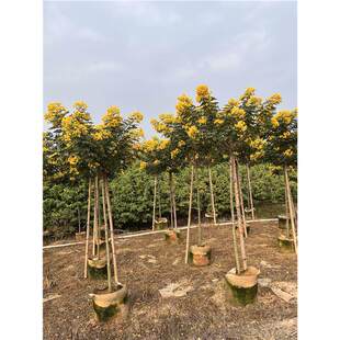 黄槐决明树苗 黄花槐庭院街道绿化苗公园开花风景植物