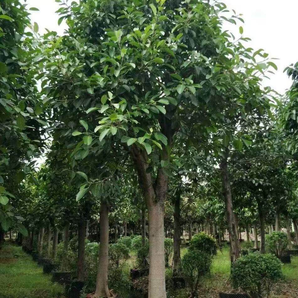 带土球细叶榕树苗小叶榕树镇宅树