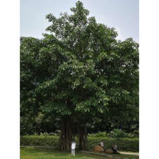 高山榕树苗吸水石树苗大叶榕树苗气生根四季常绿植物庭院富贵榕树